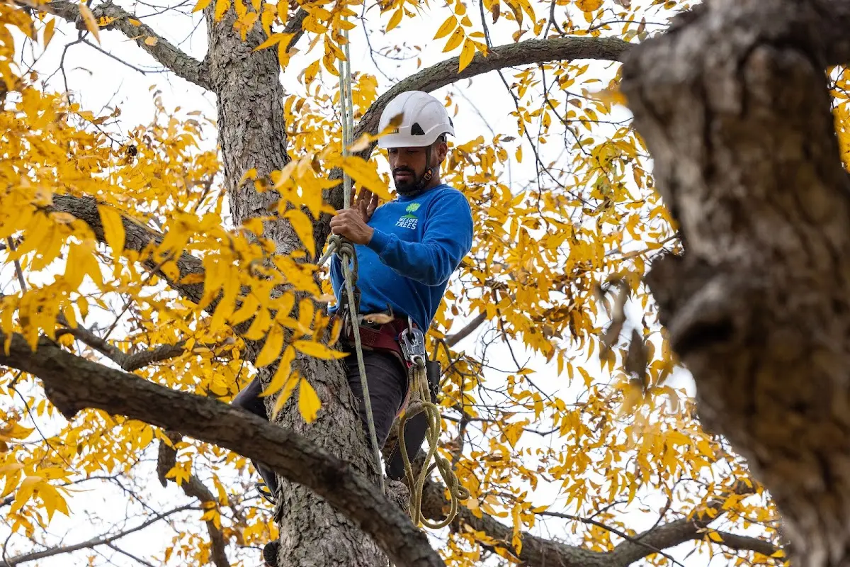 Skilled Tree Pruning crew working in Highwood
