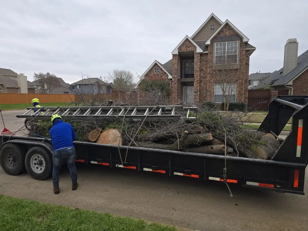 Expert Tree Removal with proper safety equipment in Highwood